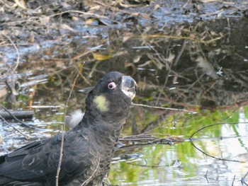 Yellow-tailed Black Cockatoo Centennial Park (Sydney) Sun, 7/9/2023