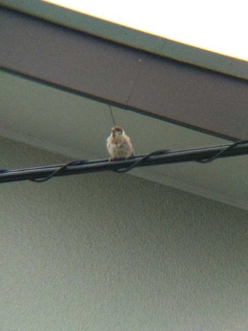 Eurasian Tree Sparrow 恩田川(高瀬橋付近) Sat, 6/23/2018