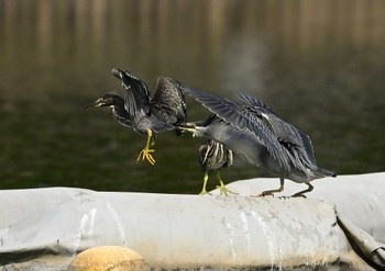 ササゴイ 都立浮間公園 2023年7月4日(火)