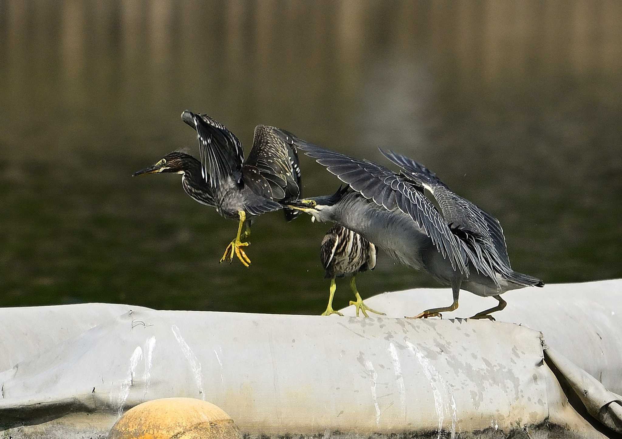 Striated Heron