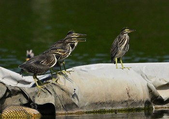 ササゴイ 都立浮間公園 2023年7月4日(火)