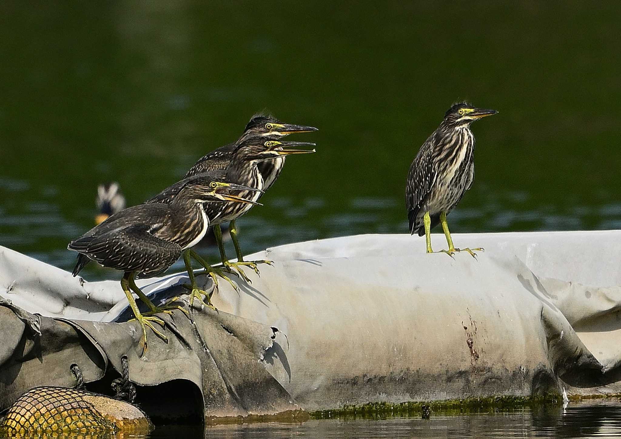 Striated Heron