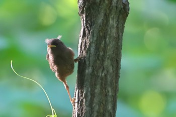 ミソサザイ 春国岱原生野鳥公園(根室) 2023年6月16日(金)