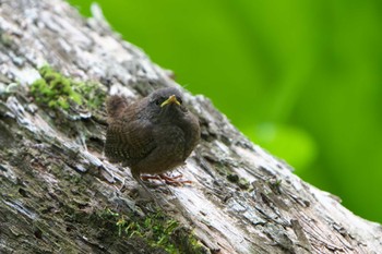 ミソサザイ 春国岱原生野鳥公園(根室) 2023年6月16日(金)