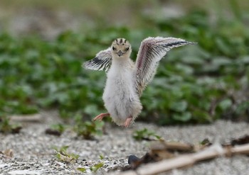 Little Tern 検見川浜コアジサシ保護区 Wed, 7/5/2023