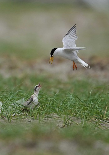 Little Tern 検見川浜コアジサシ保護区 Wed, 7/5/2023