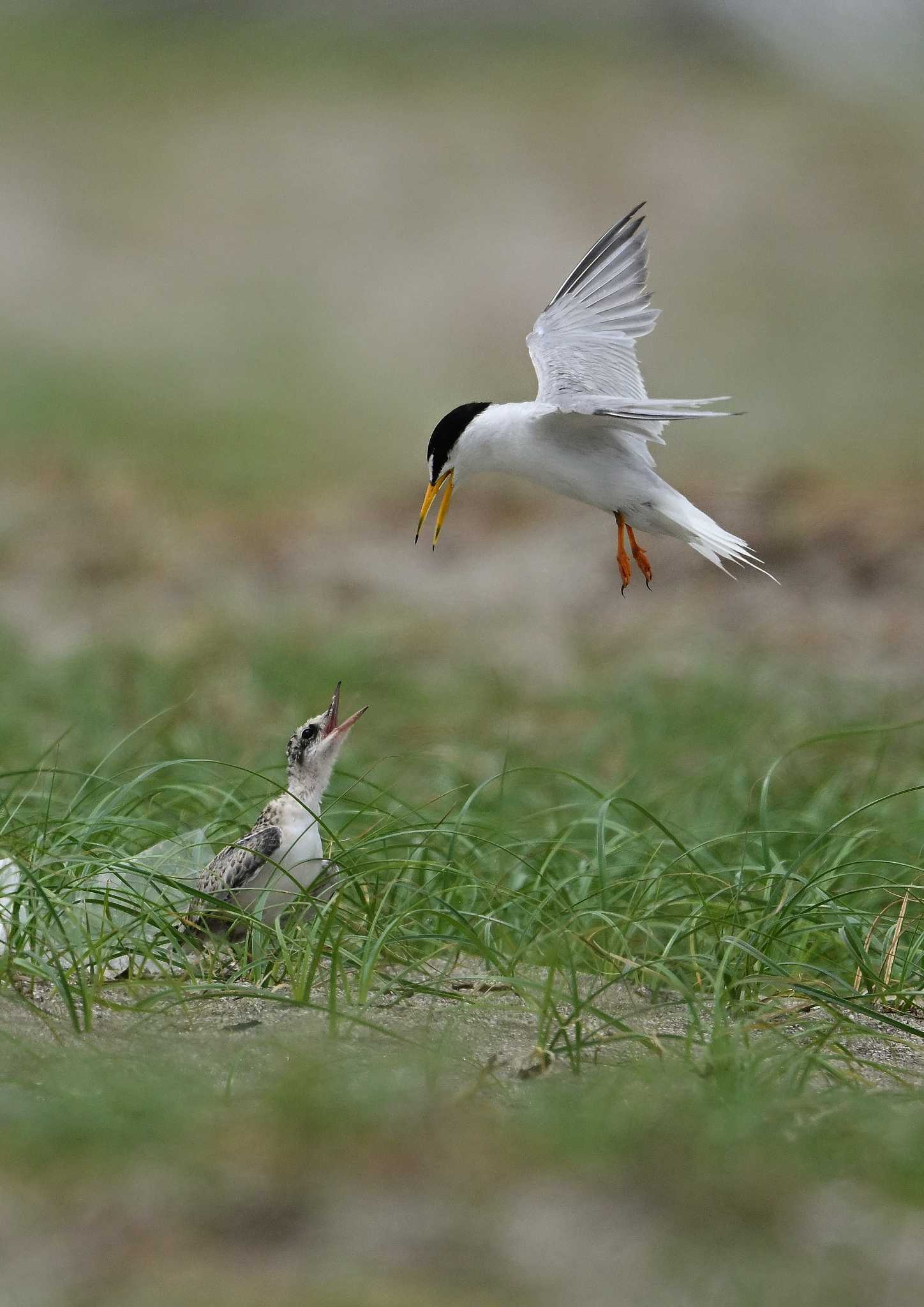 Photo of Little Tern at 検見川浜コアジサシ保護区 by アカウント13711