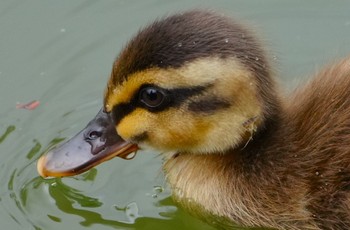 Sun, 7/9/2023 Birding report at 千里南公園