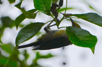 2023年7月9日(日) 山田西公園の野鳥観察記録