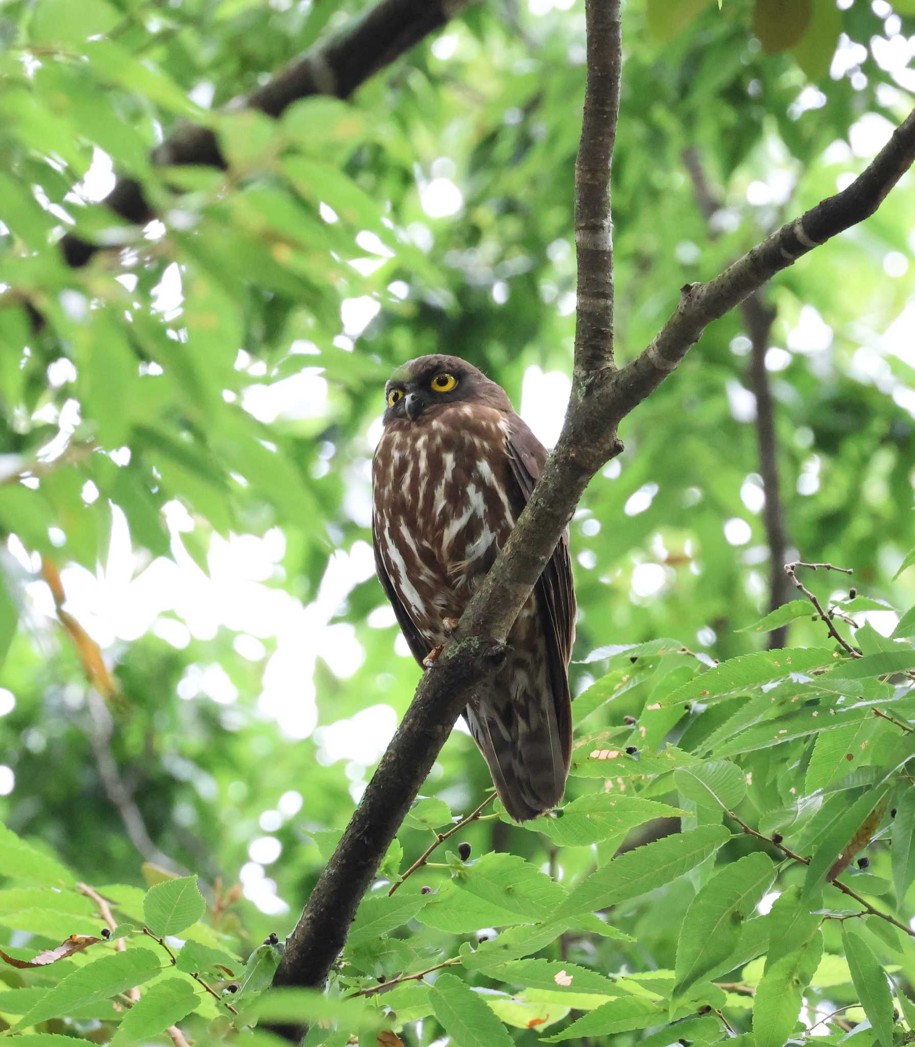 福岡県 アオバズクの写真 by 気ままに山歩