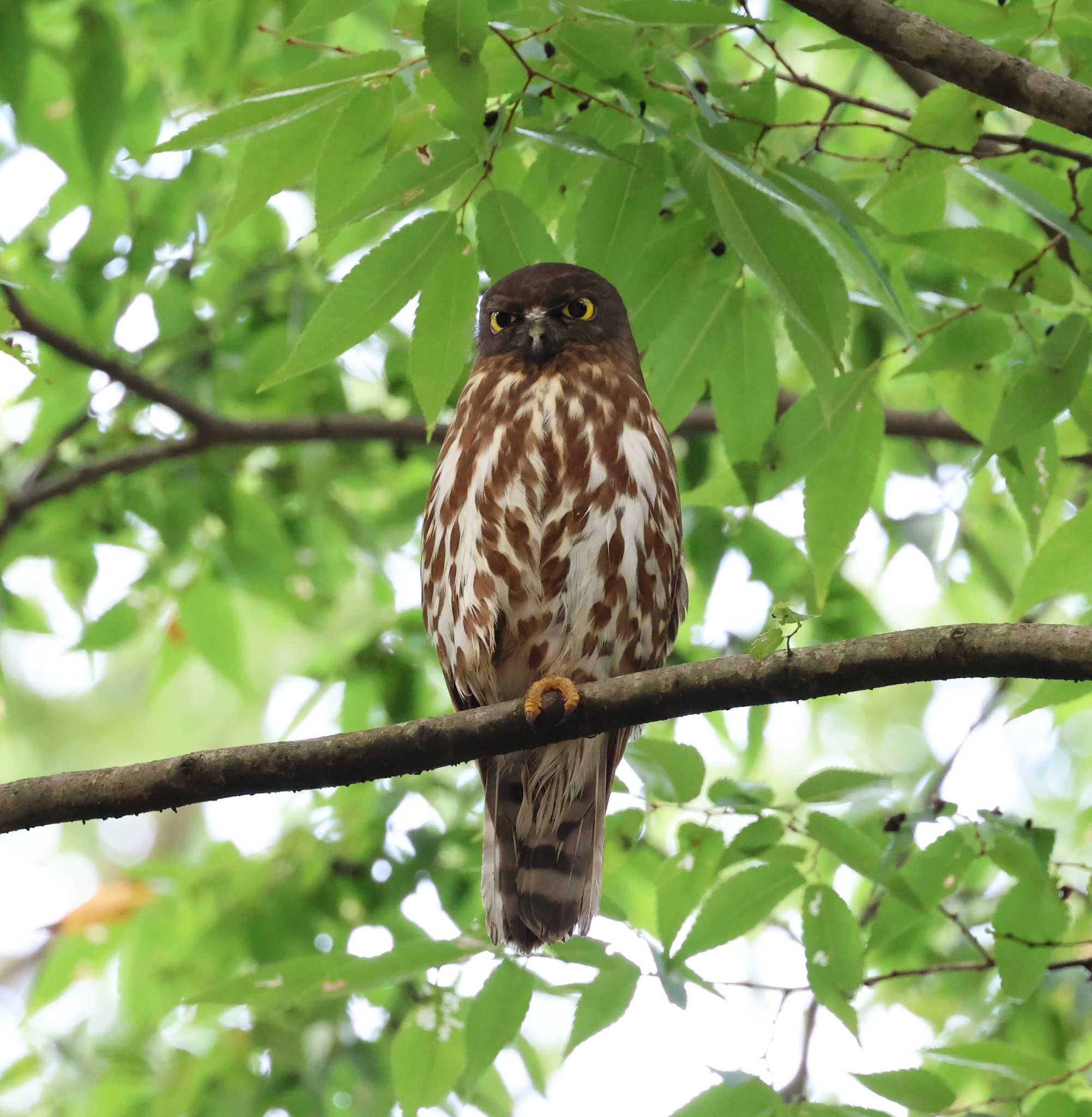 福岡県 アオバズクの写真 by 気ままに山歩