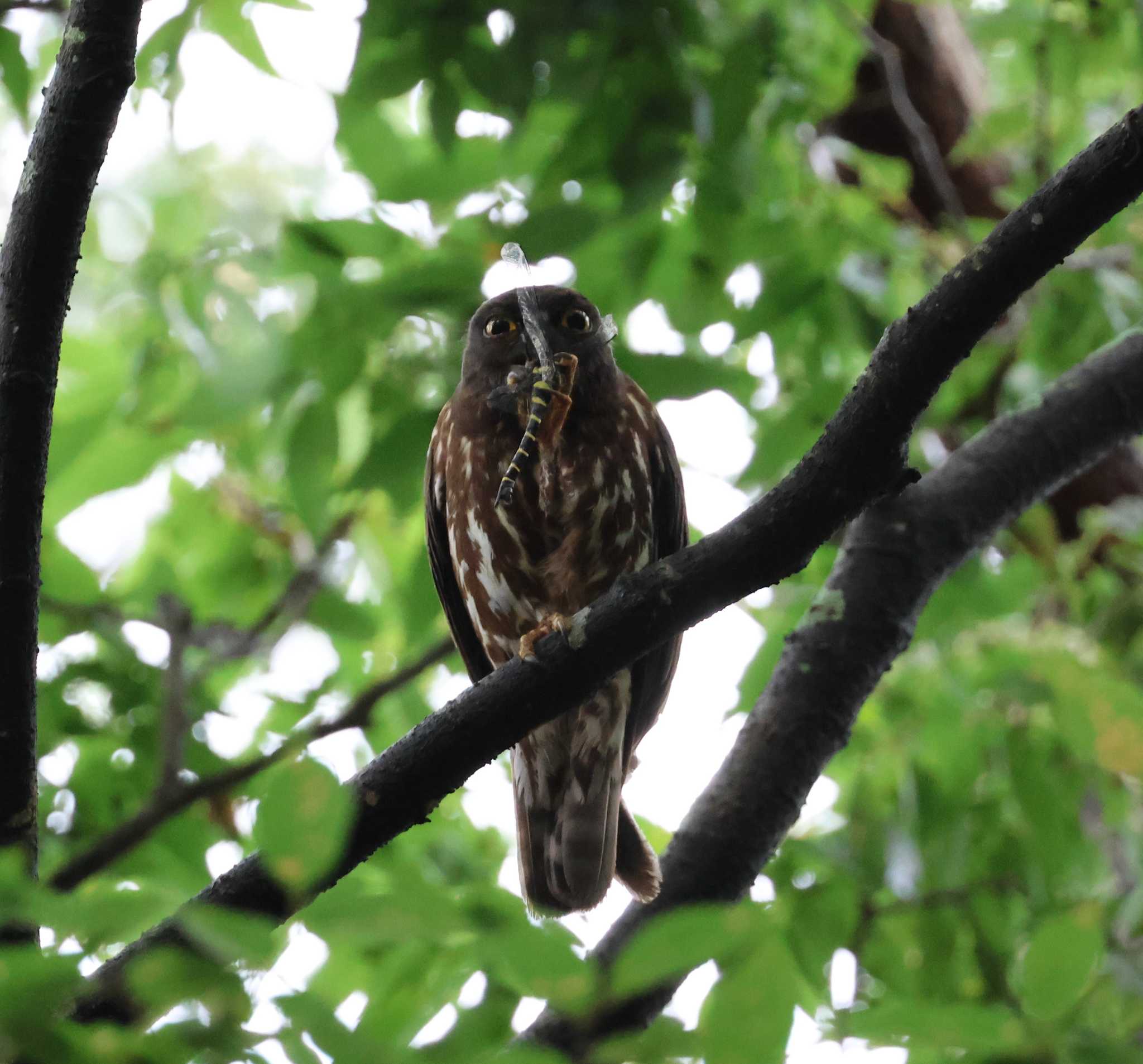 福岡県 アオバズクの写真 by 気ままに山歩