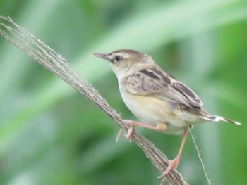 Zitting Cisticola 磯川緑地公園(栃木県) Sun, 7/9/2023