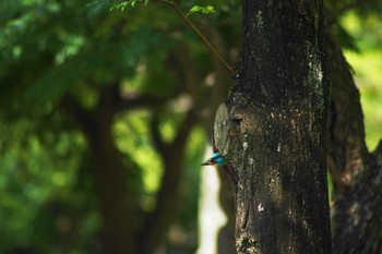 タイワンゴシキドリ 大安森林公園 2023年6月6日(火)