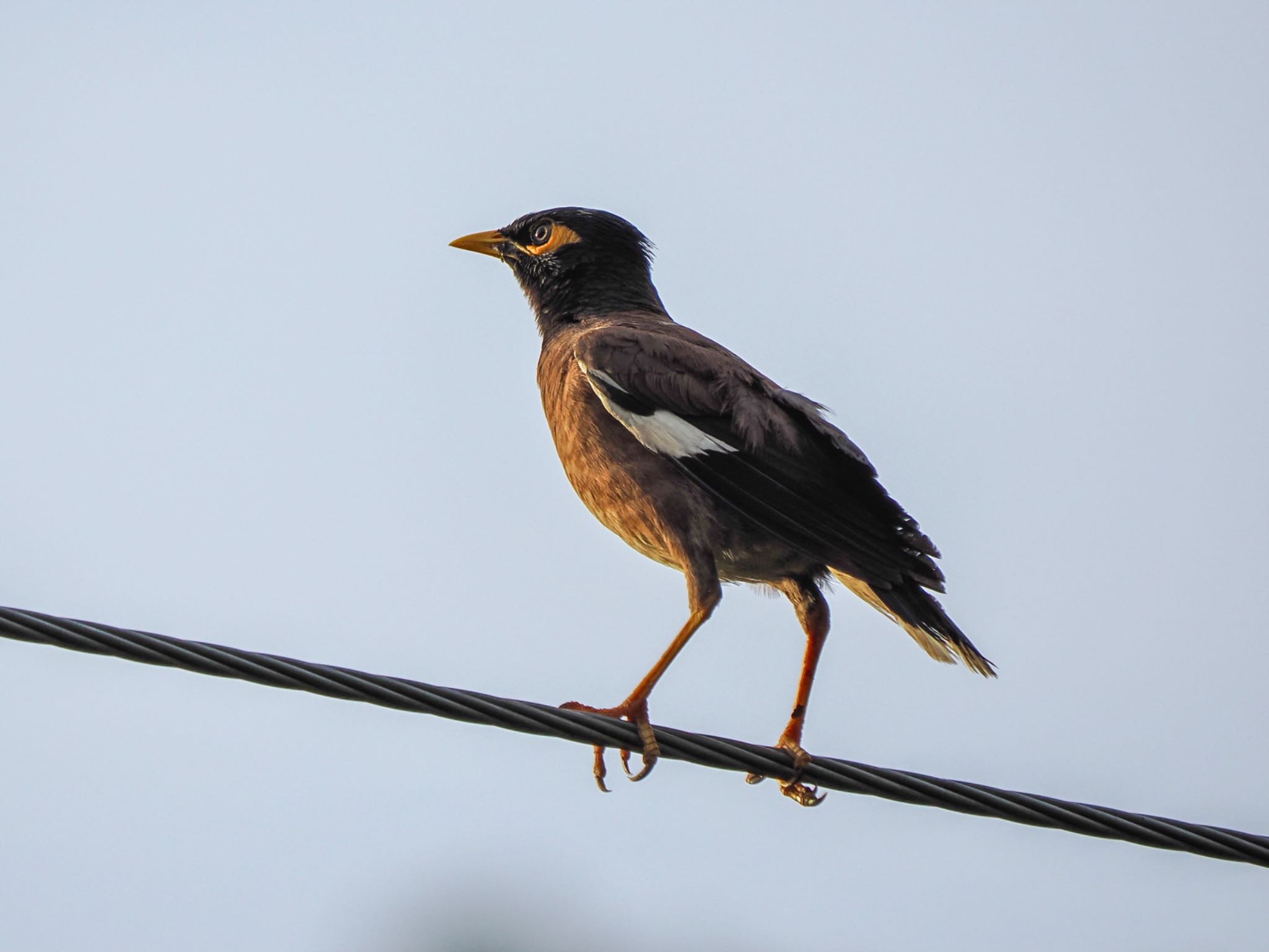 Common Myna