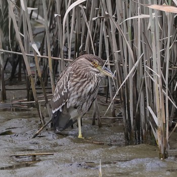 2023年7月9日(日) 葛西臨海公園の野鳥観察記録