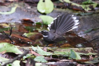 ノドジロオウギビタキ ケーン・クラチャン国立公園 2018年6月13日(水)