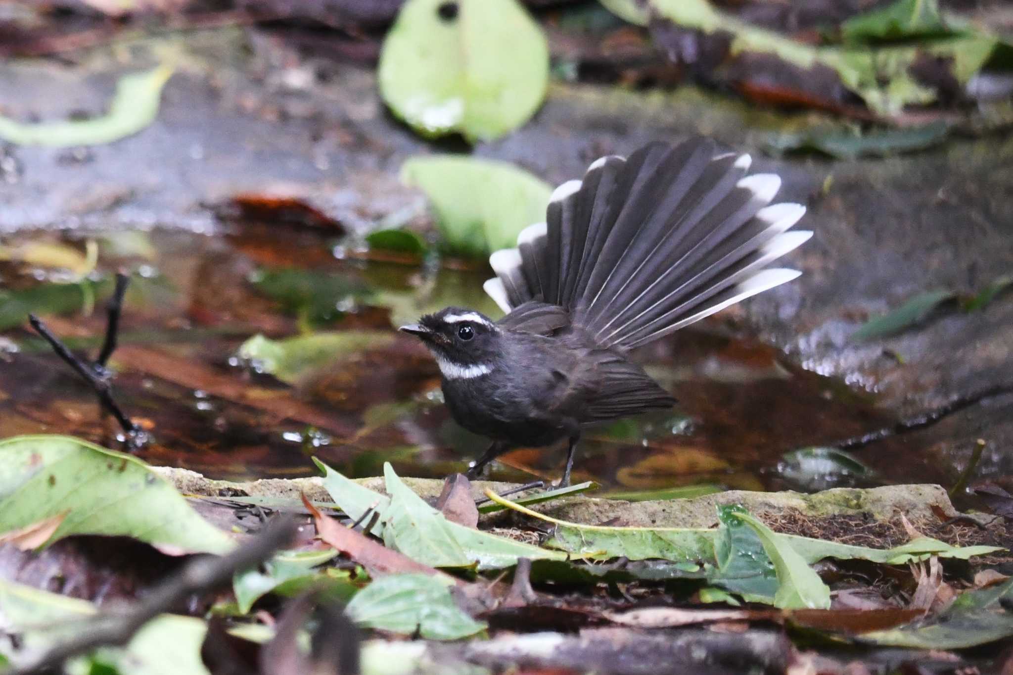 Photo of White-throated Fantail at Kaeng Krachan National Park by あひる