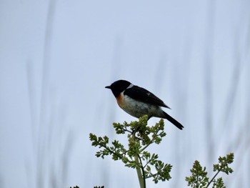 Amur Stonechat 北富士演習場、山中湖など Sun, 7/9/2023