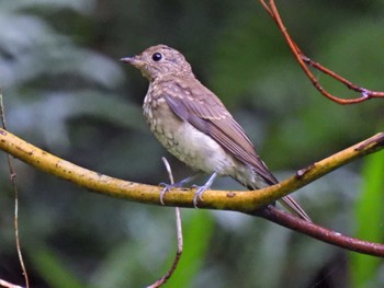 Narcissus Flycatcher 日本ラインうぬまの森 Sun, 7/9/2023