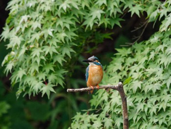 カワセミ 称名寺 2023年7月9日(日)