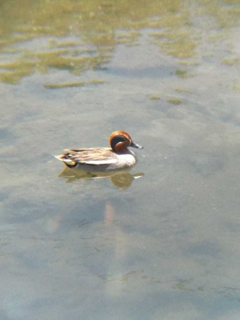 Eurasian Teal 境川（町田市） Sun, 6/24/2018