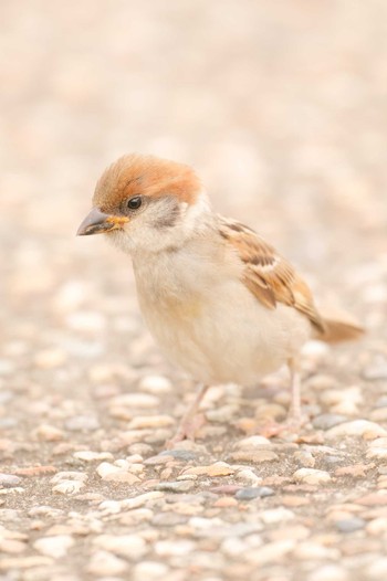 Eurasian Tree Sparrow 伊丹空港 Sat, 7/8/2023
