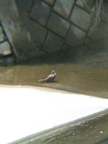 Oriental Turtle Dove 境川（町田市） Sun, 6/24/2018