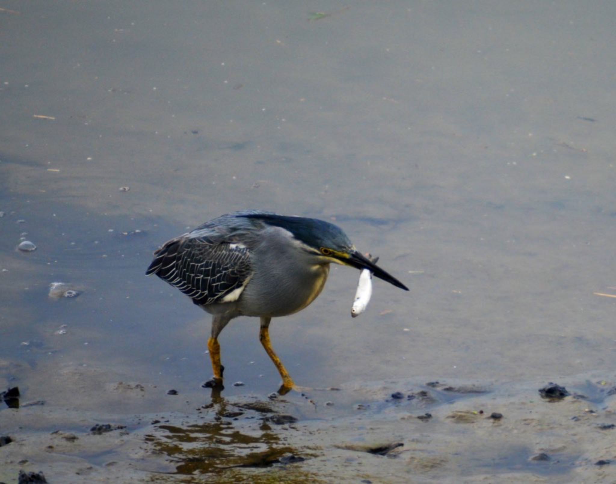 Photo of Striated Heron at Fujimae Tidal Flat by noel