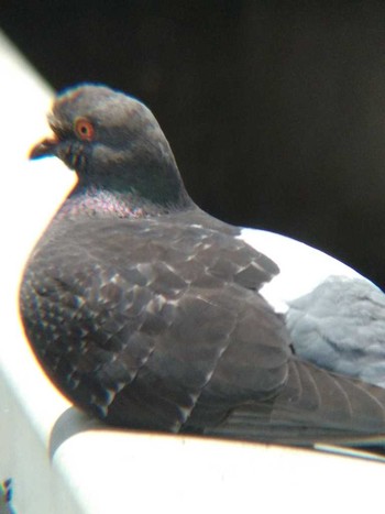 Rock Dove 境川（町田市） Sun, 6/24/2018