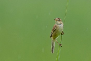 2023年7月9日(日) 渡良瀬遊水地の野鳥観察記録