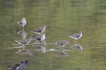 Common Redshank 与根の三角池 Tue, 7/4/2023