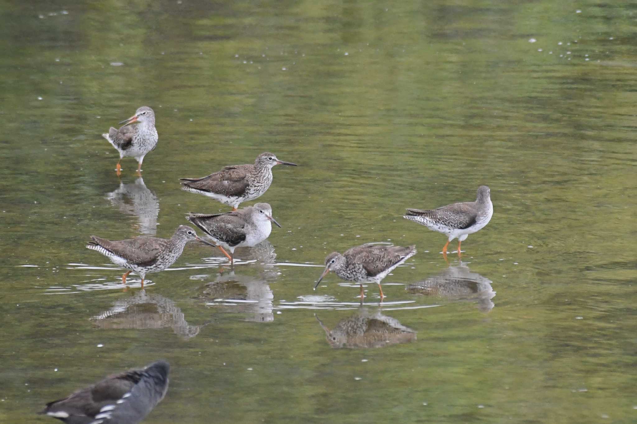 Photo of Common Redshank at 与根の三角池 by Semal