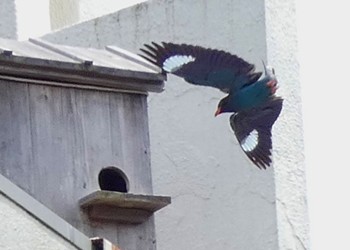 2023年7月7日(金) 天竜川の野鳥観察記録