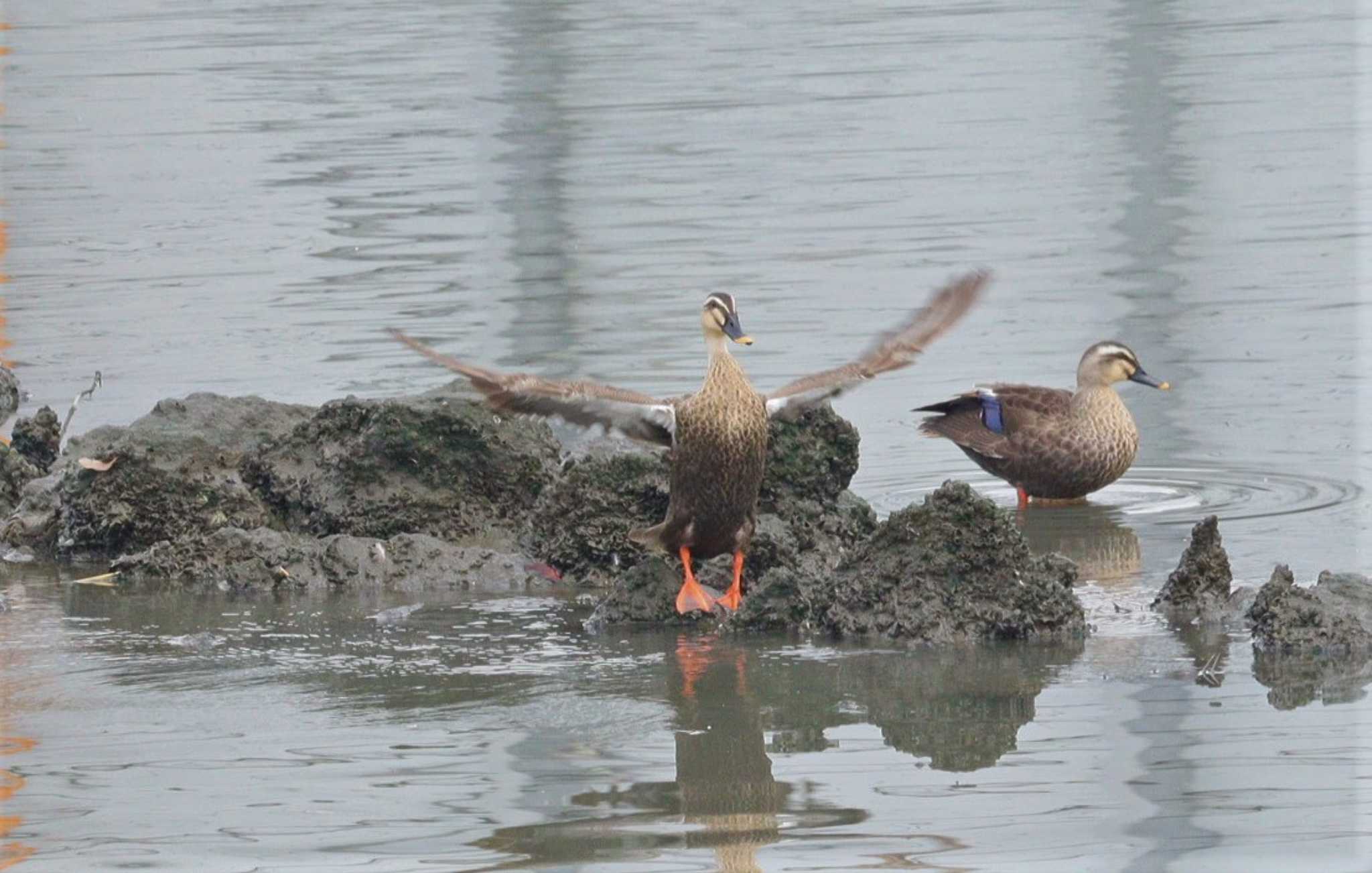 Eastern Spot-billed Duck