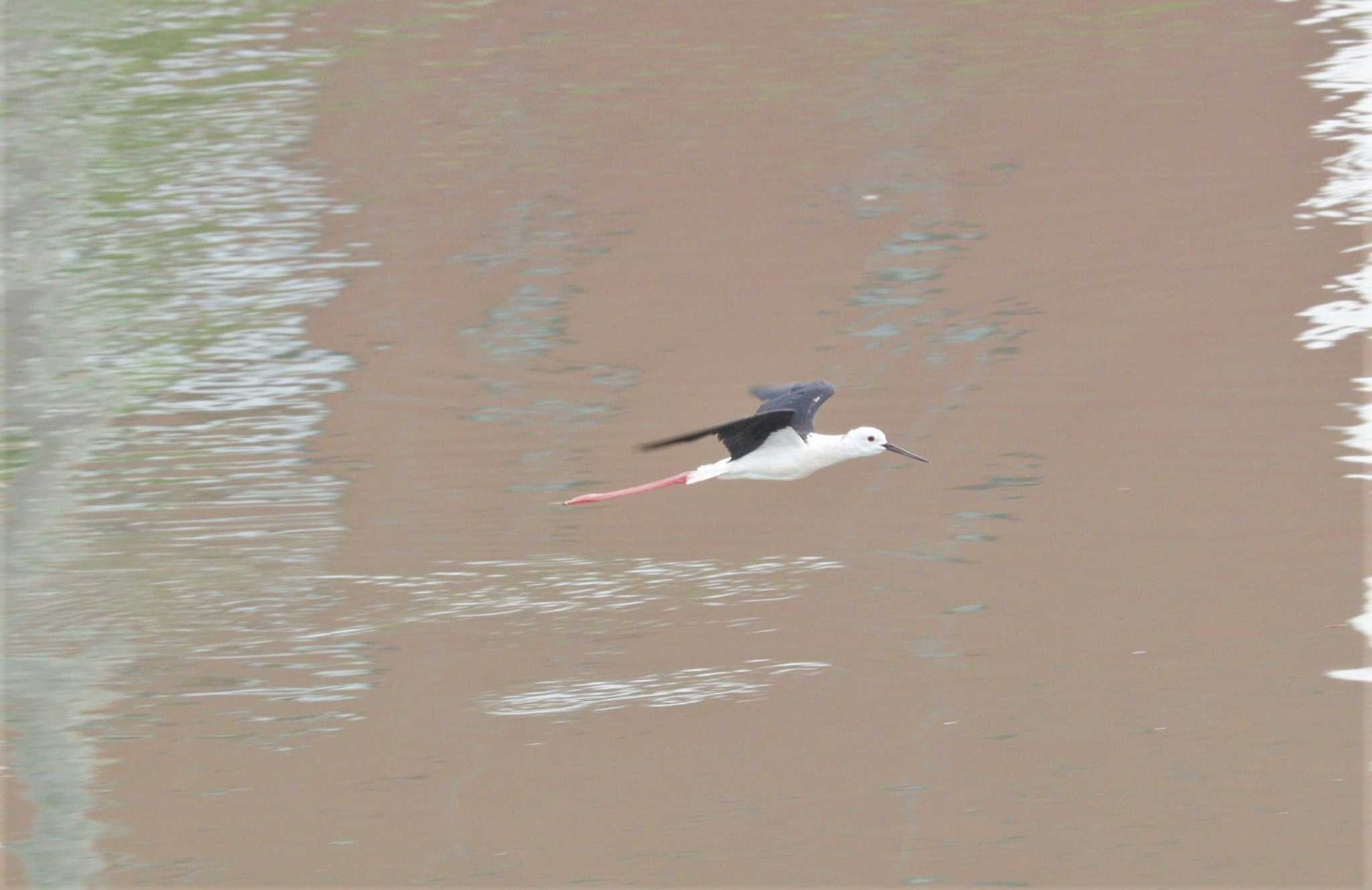 Black-winged Stilt