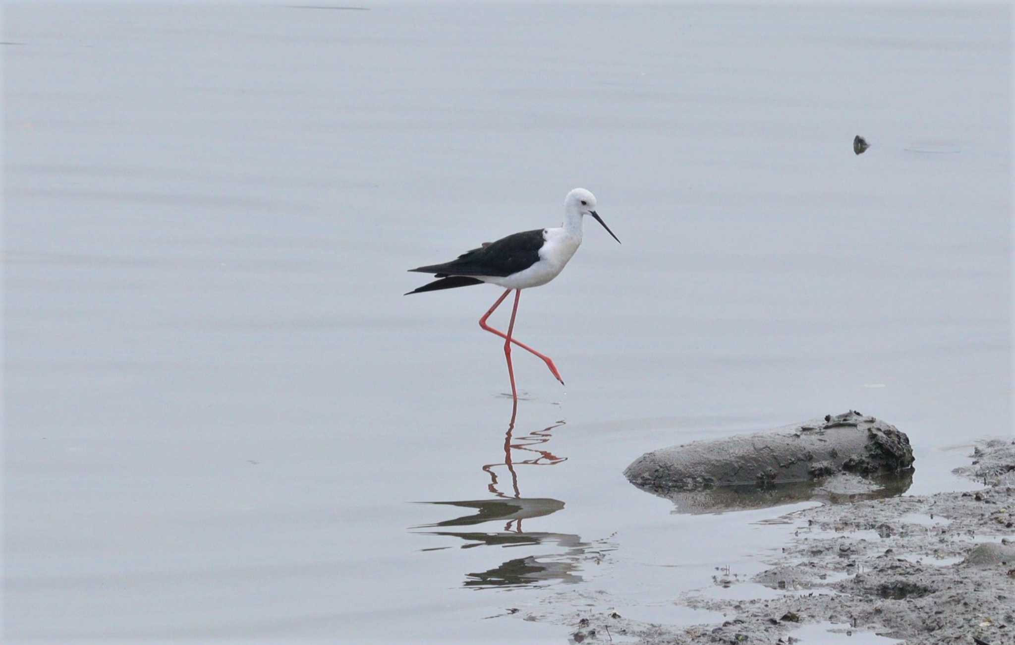 Black-winged Stilt