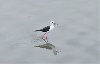 Sun, 7/9/2023 Birding report at 土留木川河口(東海市)