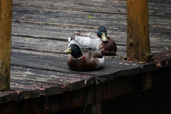 Mallard 烏来(台湾) Wed, 5/17/2023