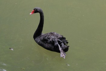 Black Swan 烏来(台湾) Wed, 5/17/2023