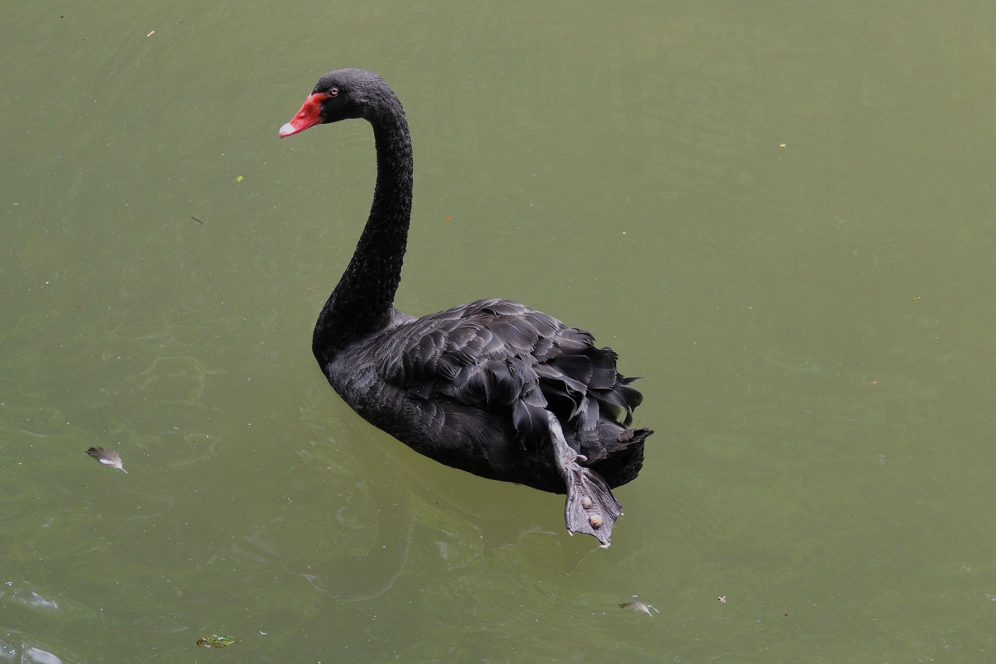 Black Swan