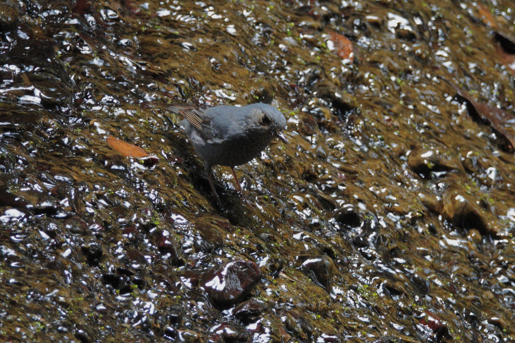 Plumbeous Water Redstart