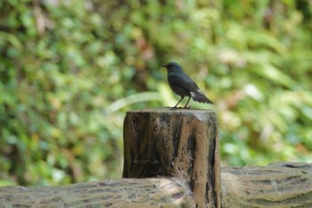 Plumbeous Water Redstart 烏来(台湾) Wed, 5/17/2023