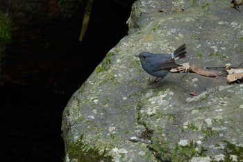 Plumbeous Water Redstart 烏来(台湾) Wed, 5/17/2023