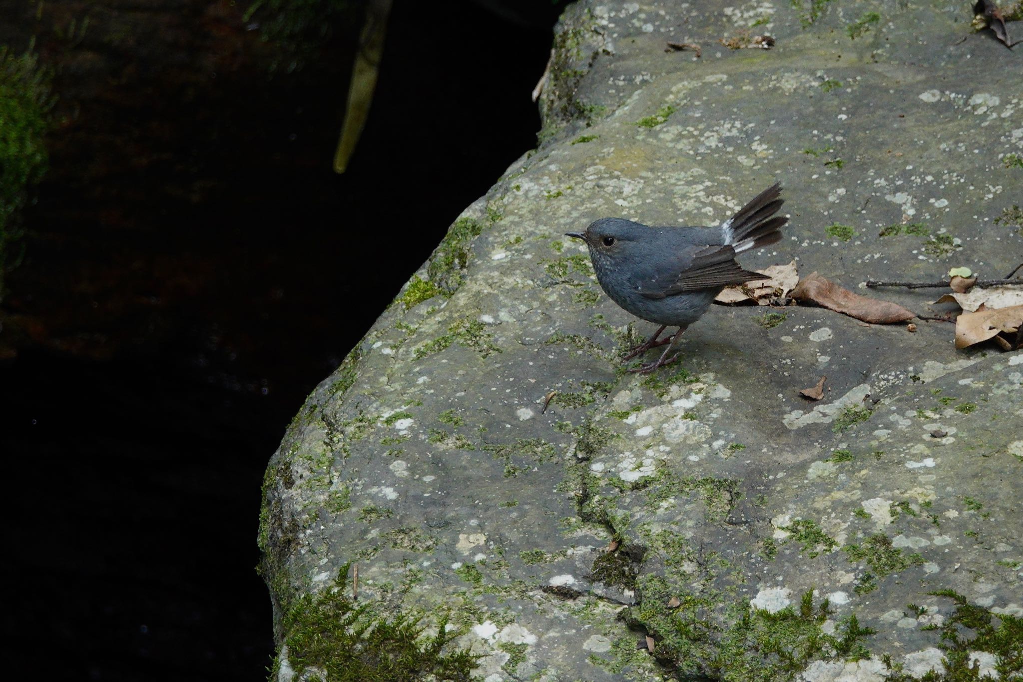 Photo of Plumbeous Water Redstart at 烏来(台湾) by のどか