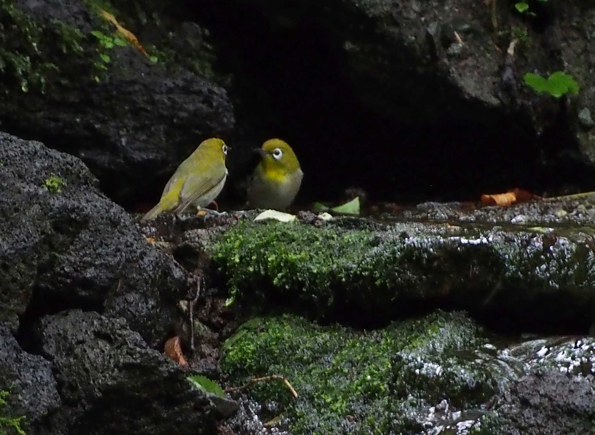 大洞の水場 メジロの写真 by Ayako Handa