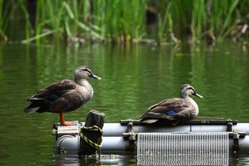 カルガモ 石神井公園 2023年5月28日(日)