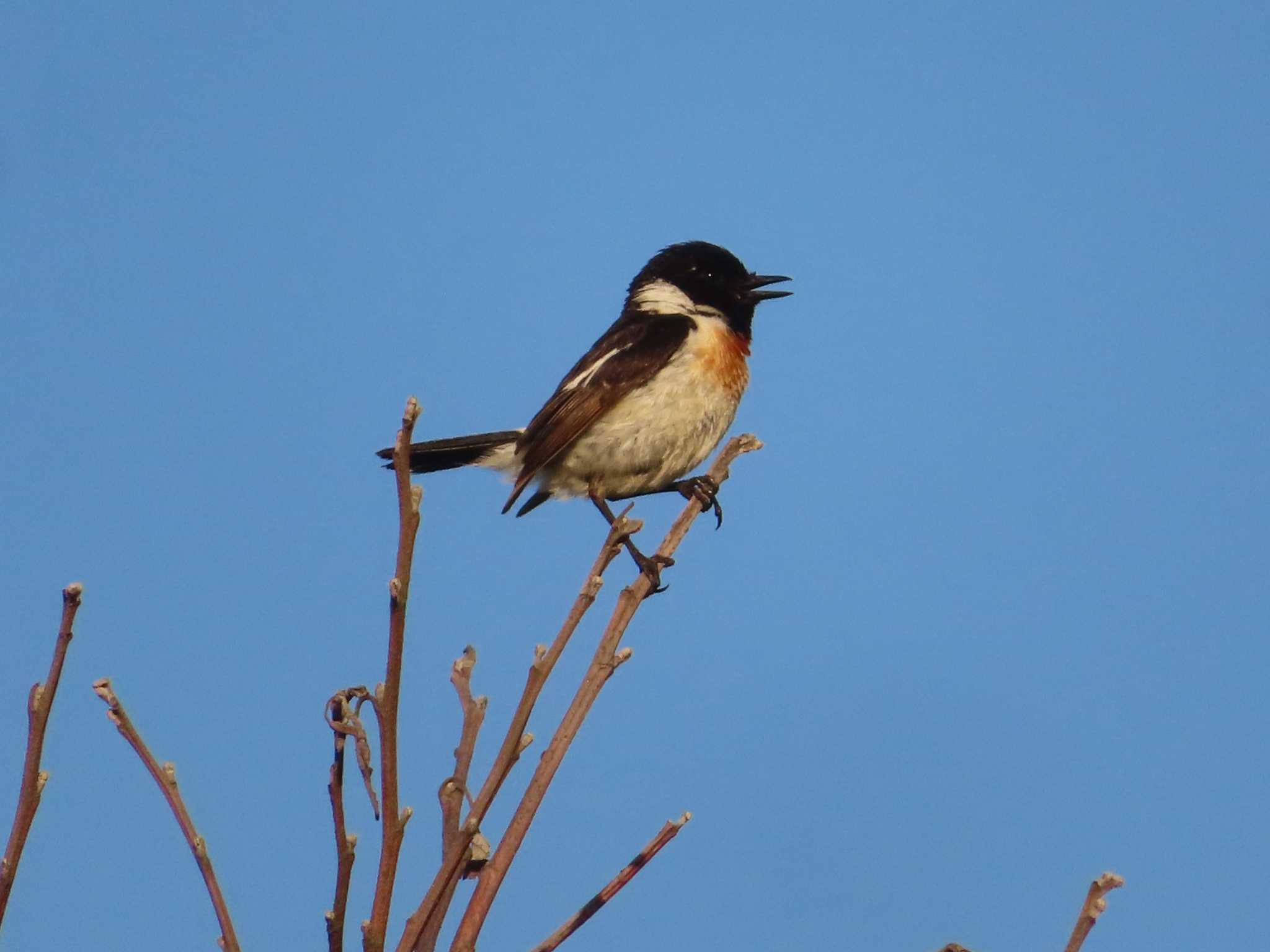 Amur Stonechat