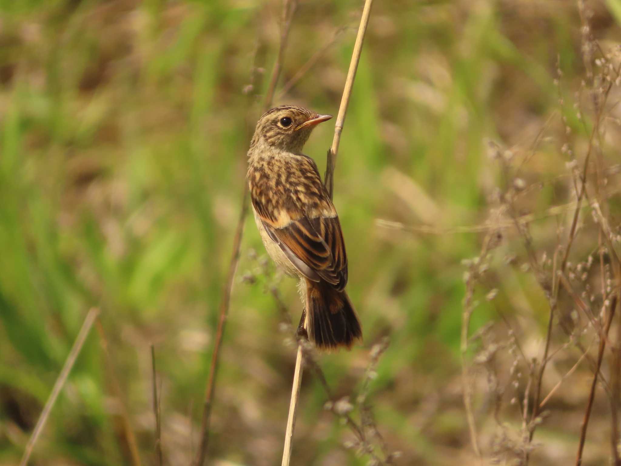 Amur Stonechat