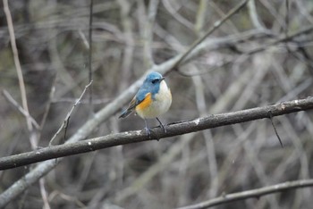 Sun, 11/27/2022 Birding report at 栃木県